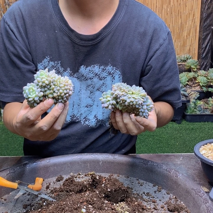 淇***淇354号星星橙多肉植物