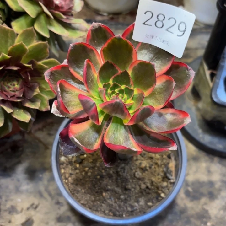 红魔女多肉处理不包断头2829