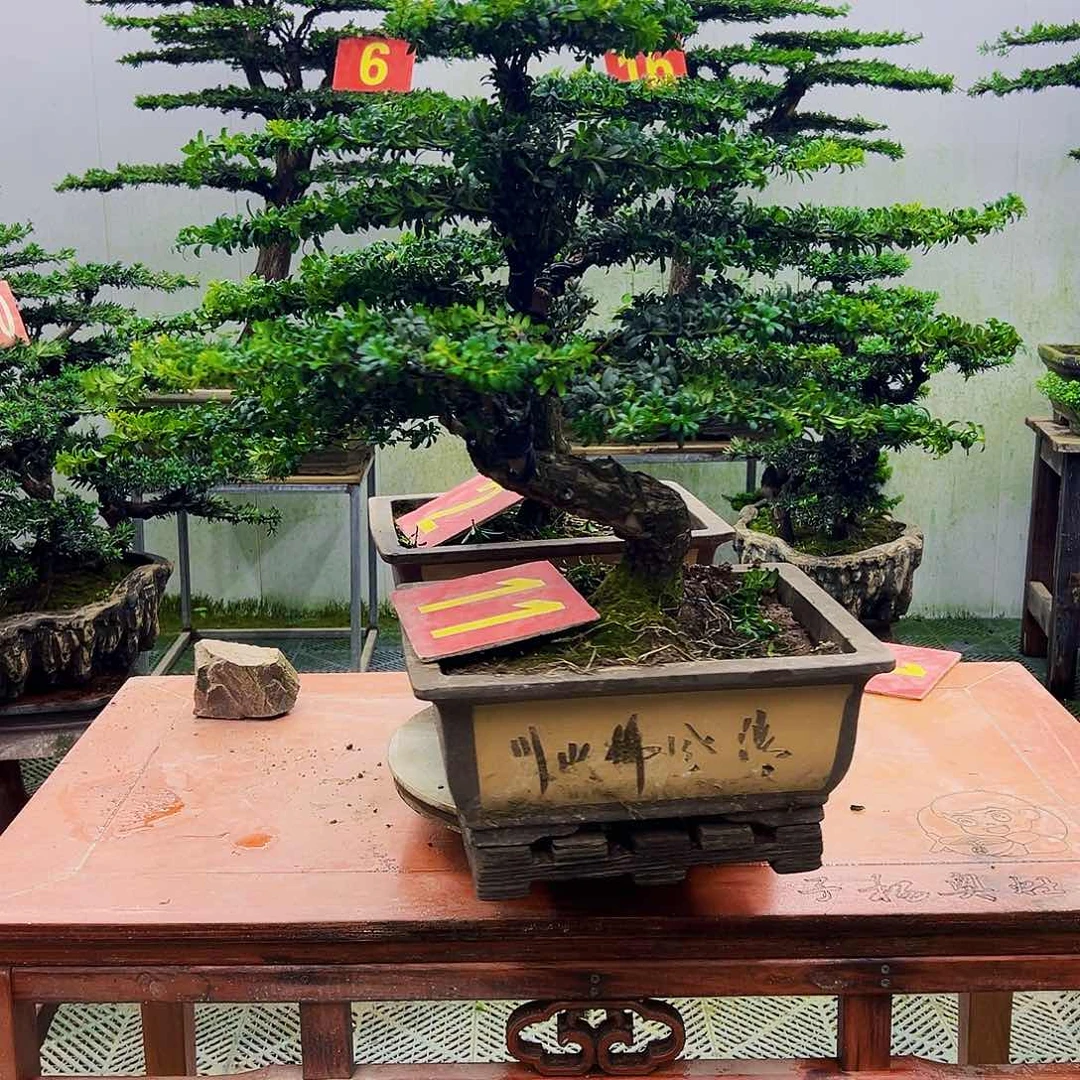 不开花植物用****兄罗汉松