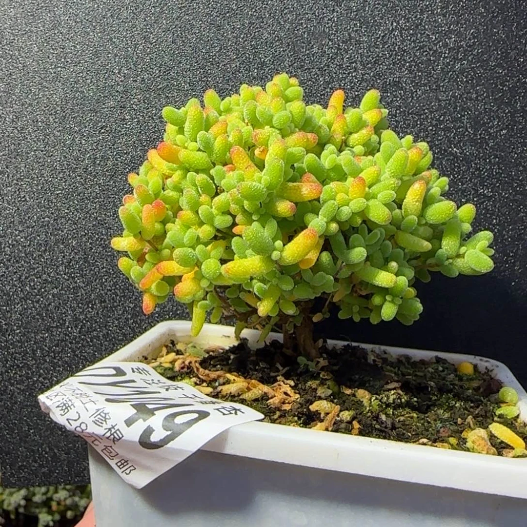 dy1048精控蜜橘直杆大树型冠幅7cm