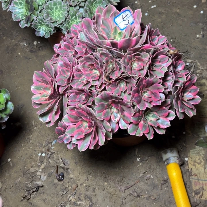 多肉植物粉女妖法师5