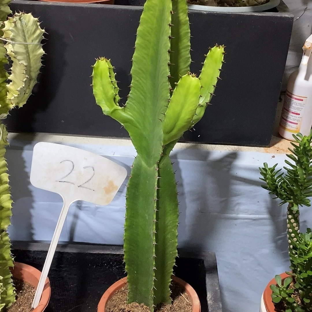无花朵小戟阁一物一拍