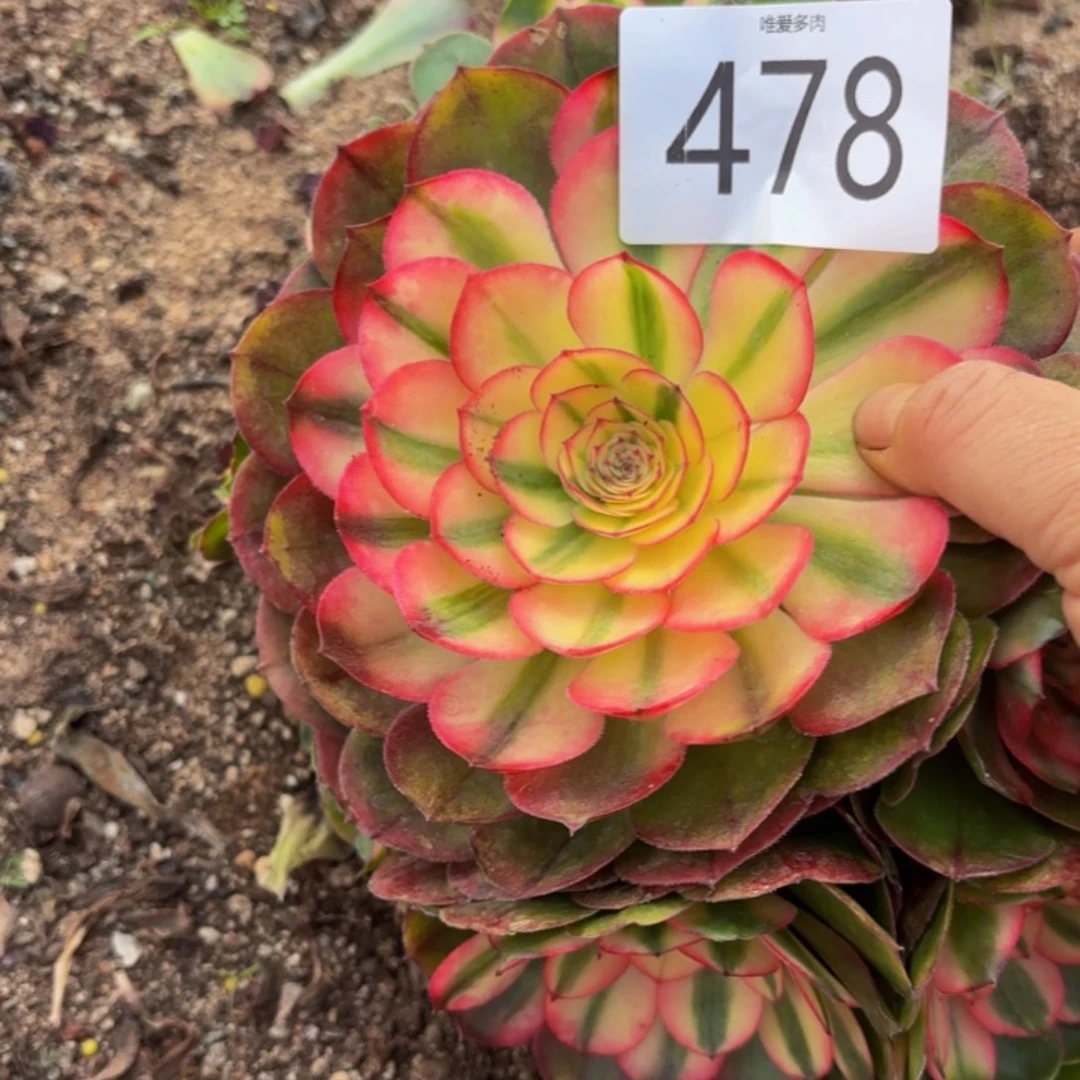 哈哈多肉葡萄福利478