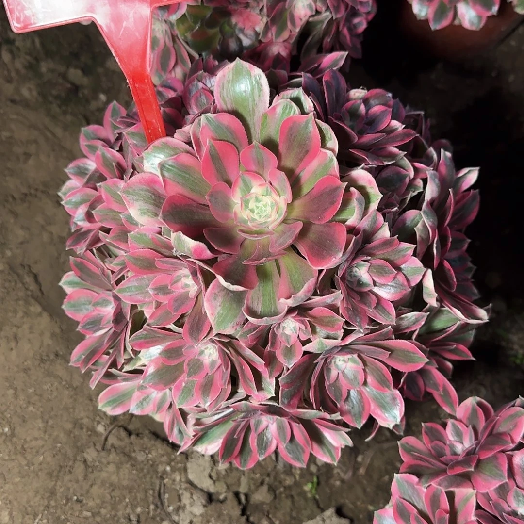 4-837女妖多肉法师