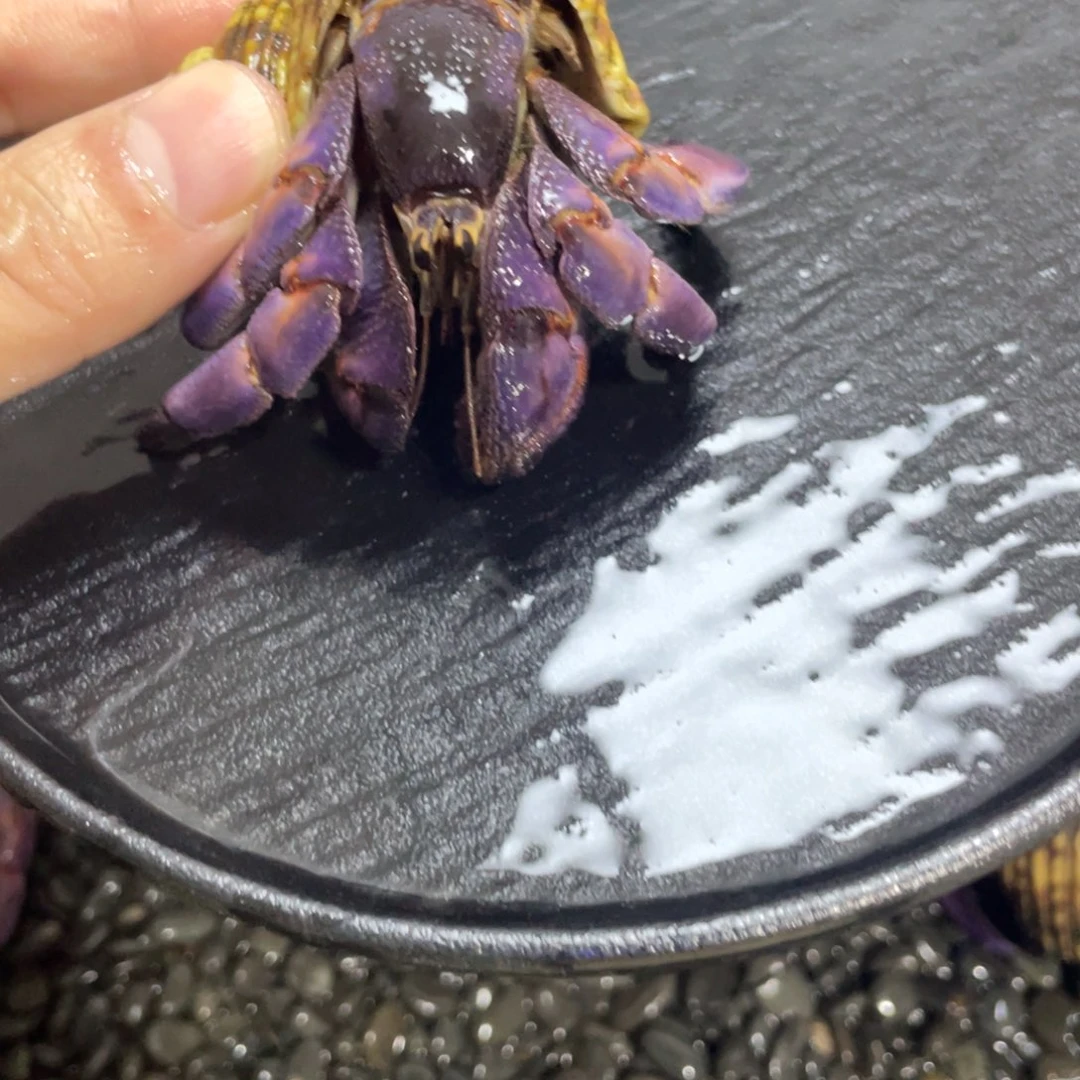 寄居蟹，寄居蟹，寄居蟹