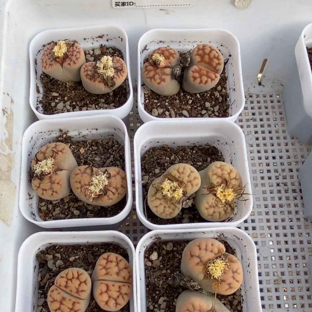 0051 六颗花纹玉双头