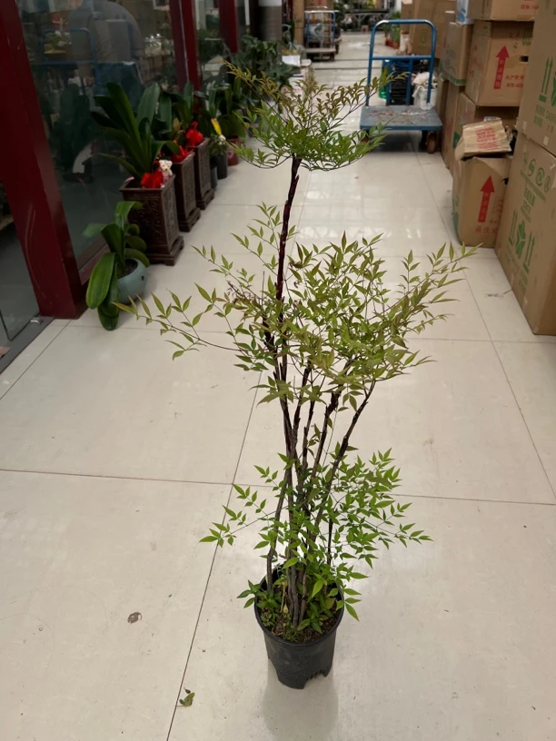 造型南天竹大型绿植盆栽办公室客厅春绿冬红好养绿植