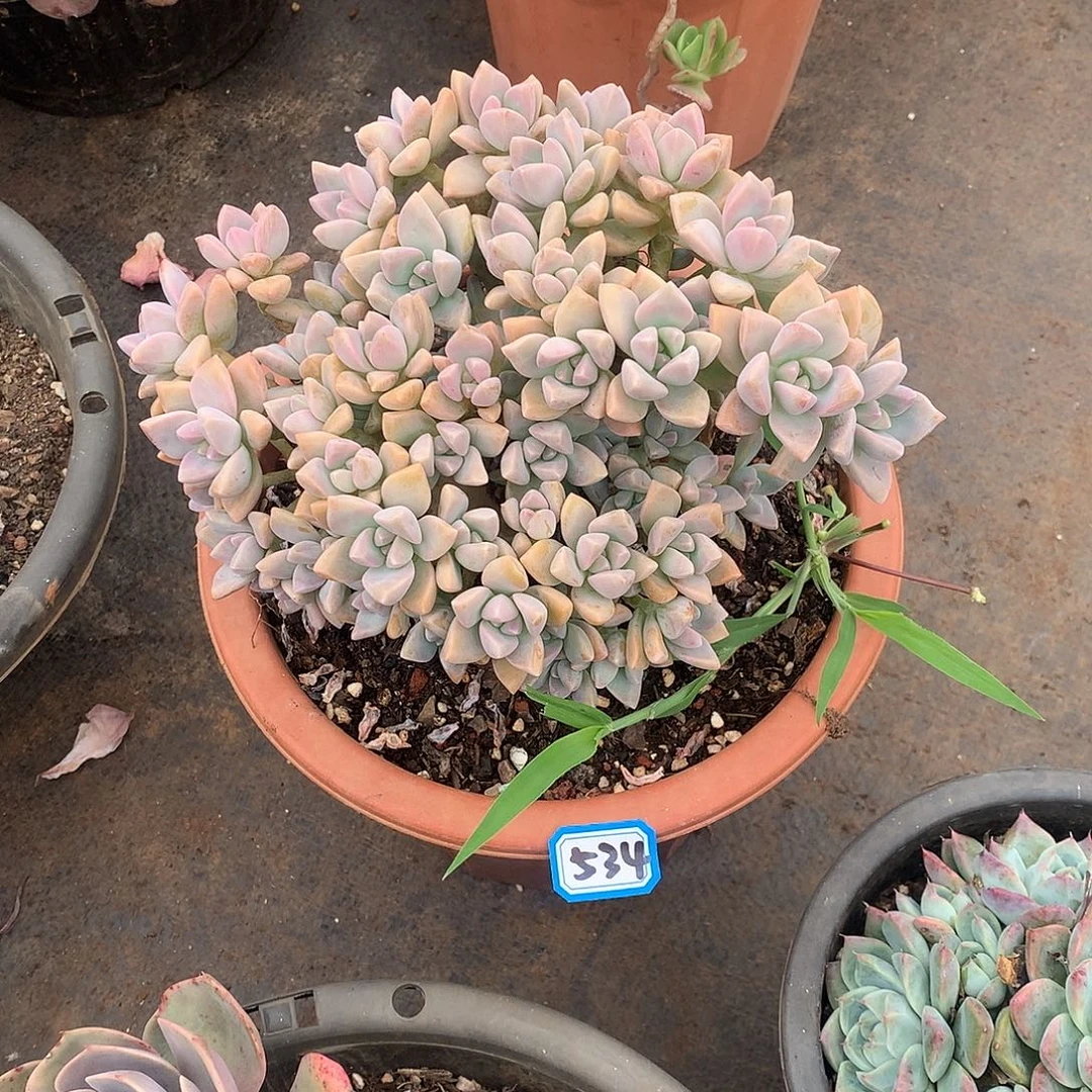 534淡雪缀一物一拍多肉