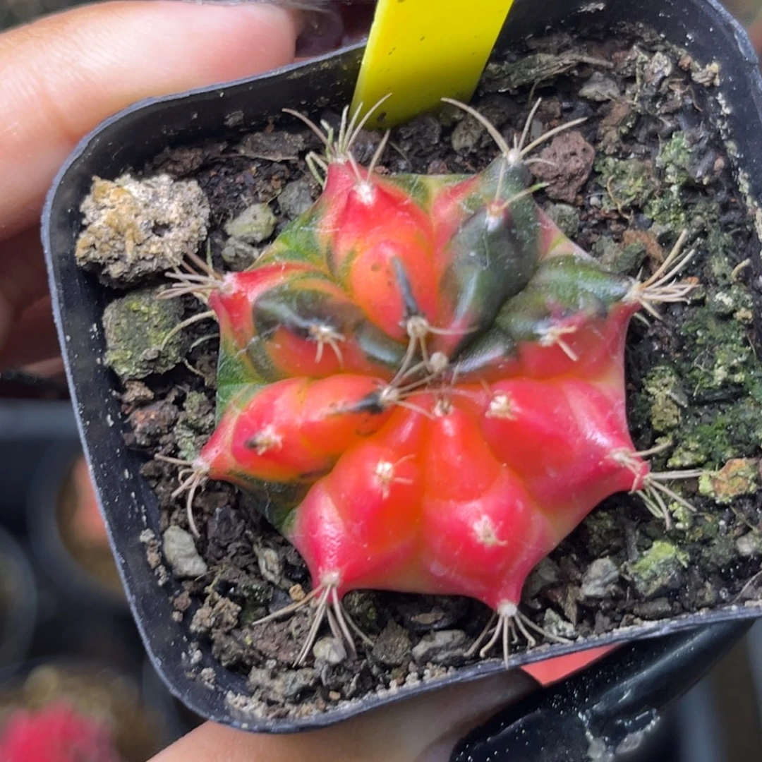 A18 侧 带盆土发货