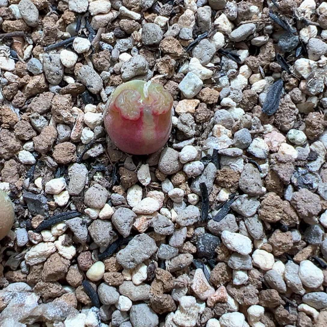 830。园艺雪茄四年半母本