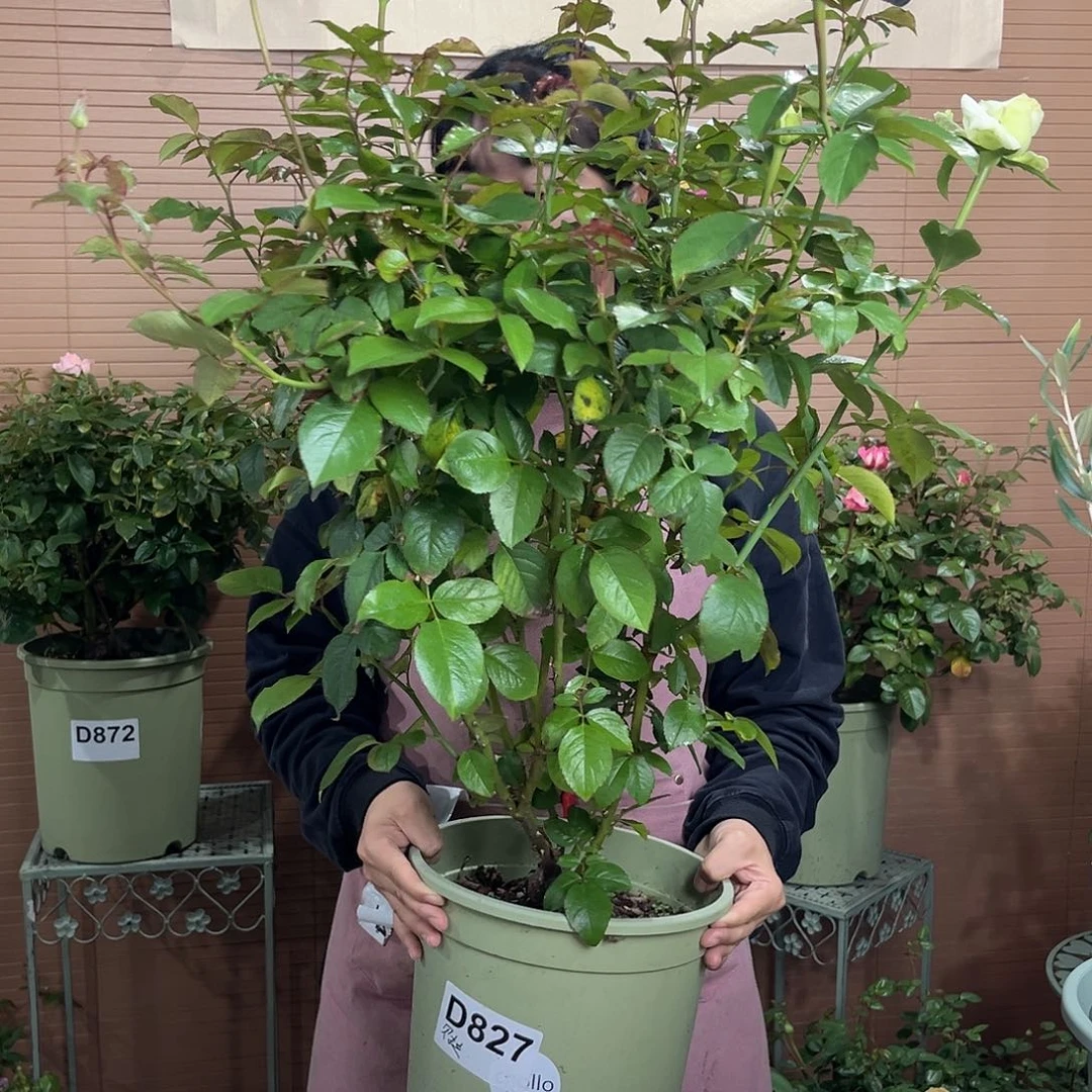 贝拉3加仑根接苗zi