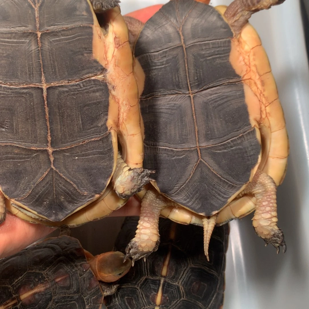 宠物龟不分公母宠物龟