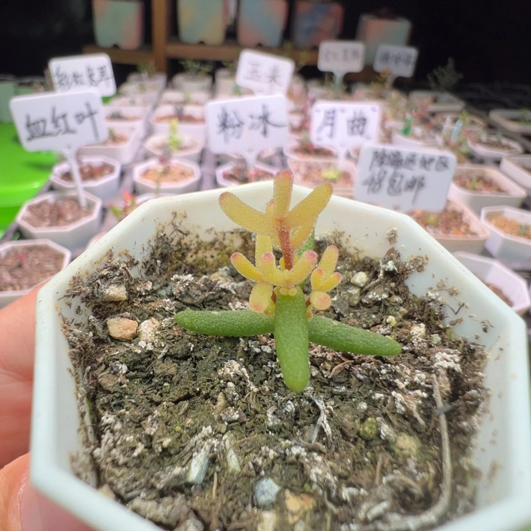 上状态很粉，尺寸很小，2046糖球锦，拍下不退不换