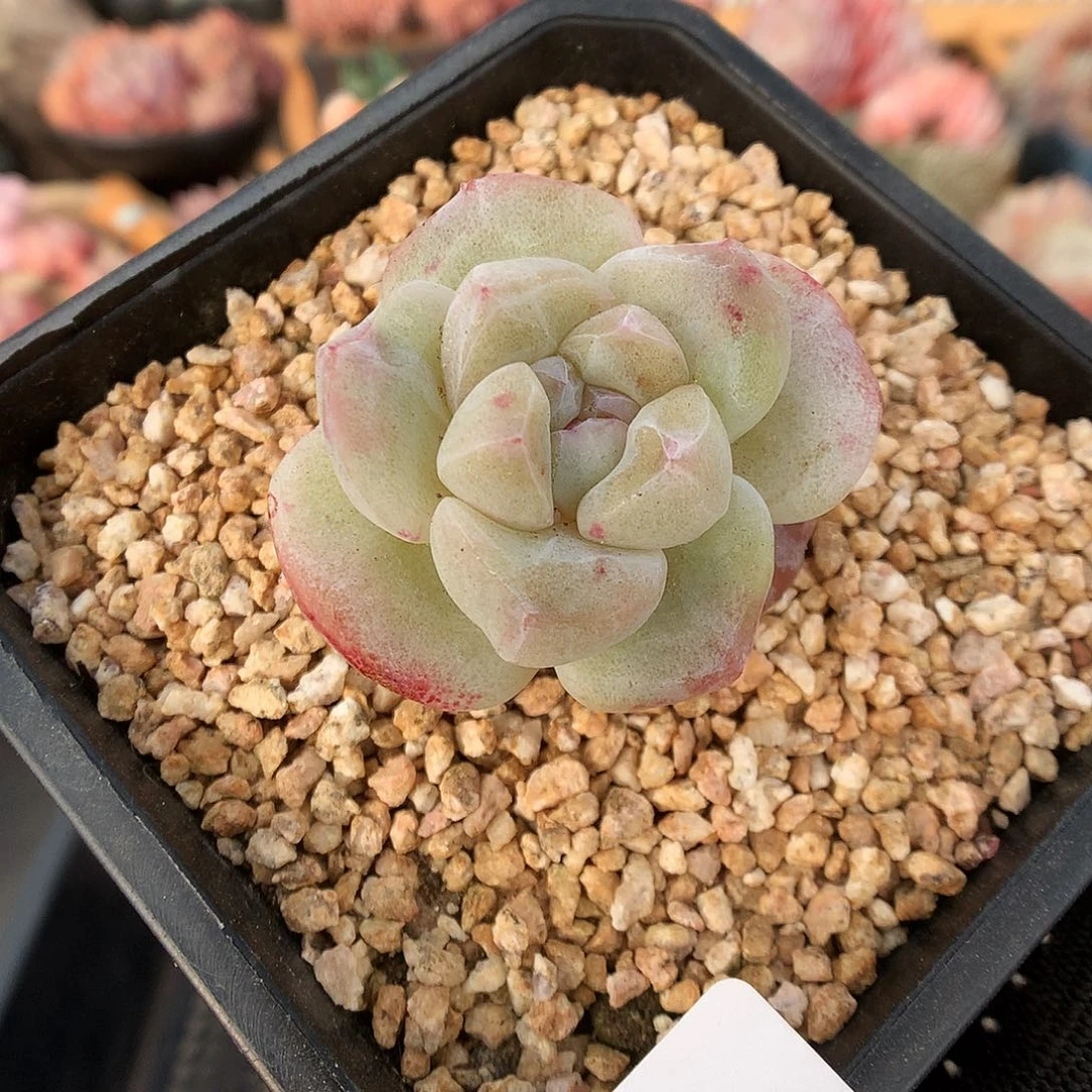 775冰玉石化多肉植物666666