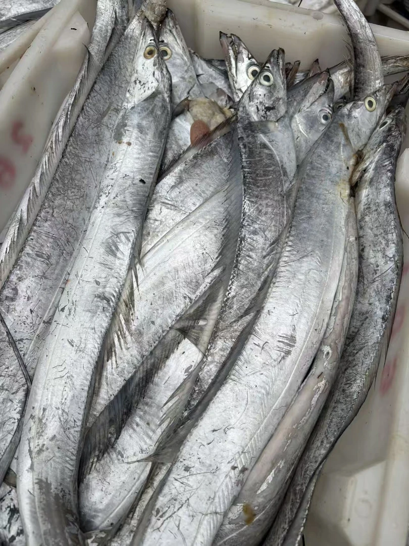 【大表哥1】新鲜海捕油带鱼(海鲜时价。不退差价)