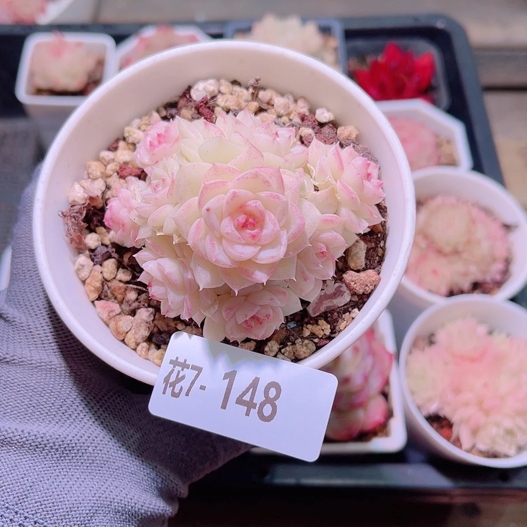 花07-148白天鹅群