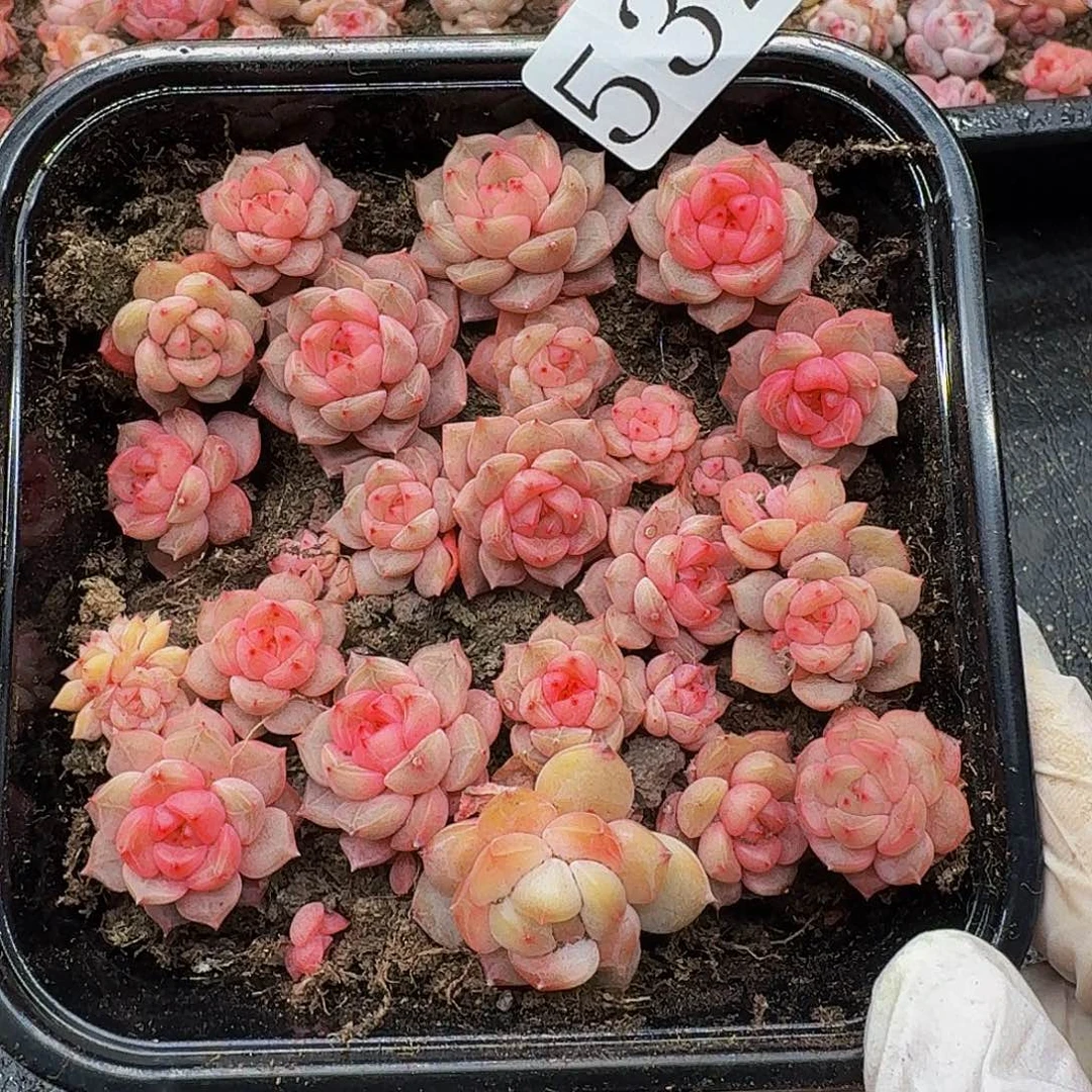 多肉植物多肉植物532