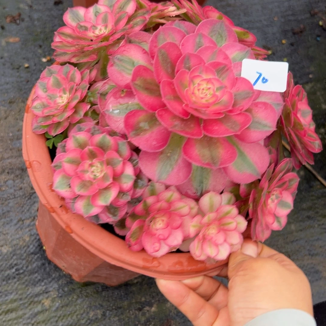 70倾城多肉植物系