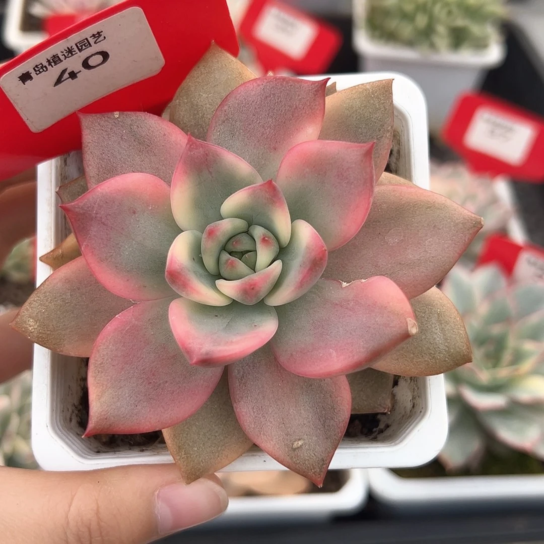 40号卡梅拉锦多肉植物