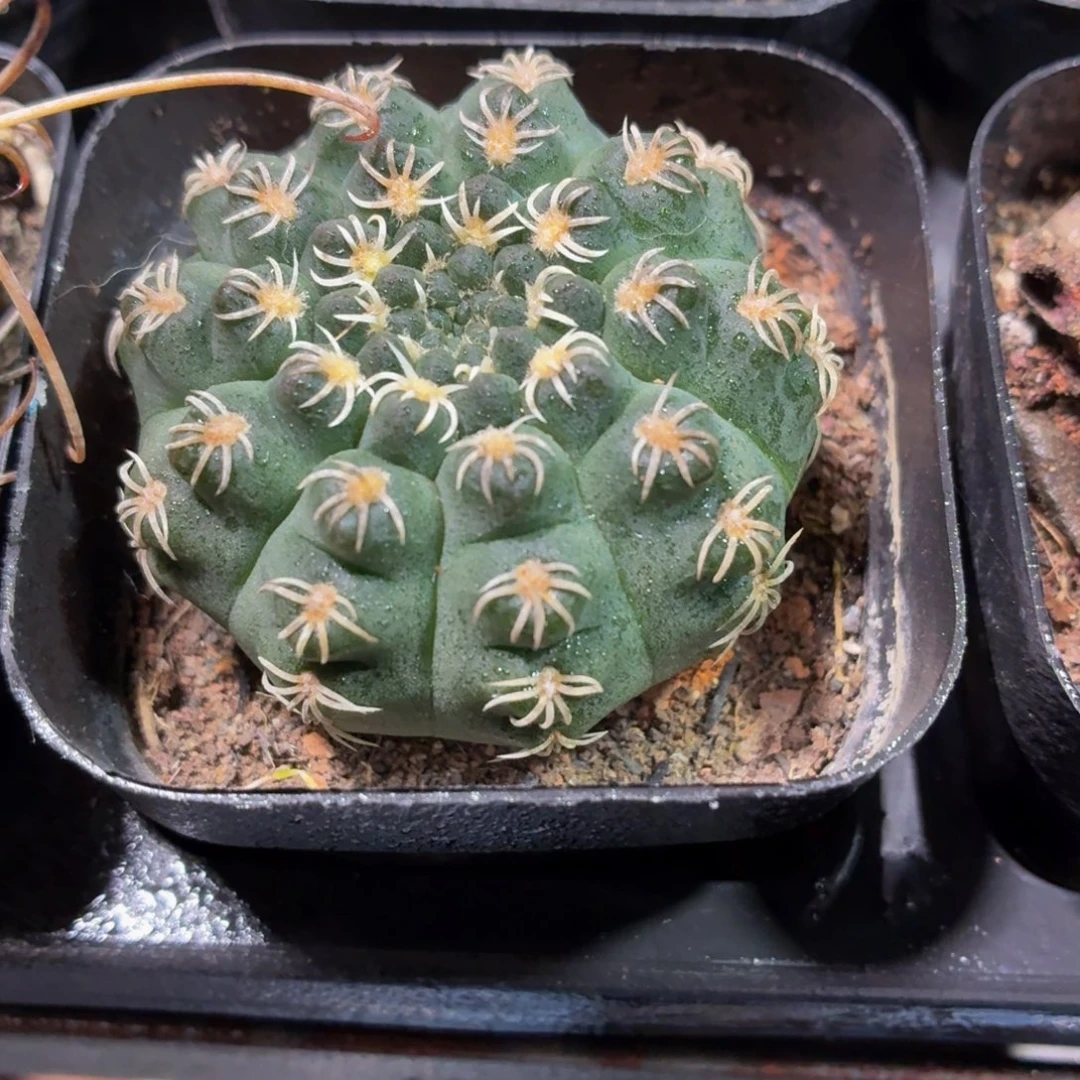 白刺瑞昌玉多肉9.9包邮发货