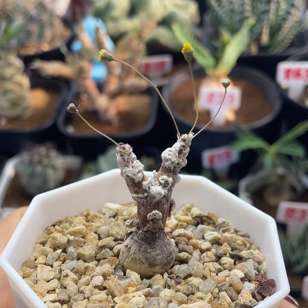 实生块根恩特美宙斯厚敦菊