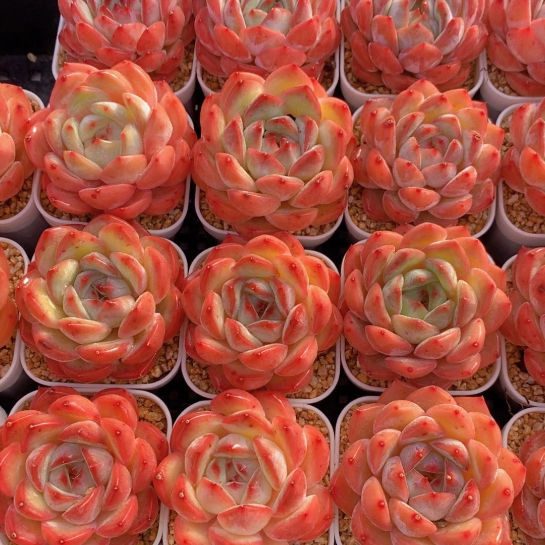 量拍31号 草莓杏仁单头两个