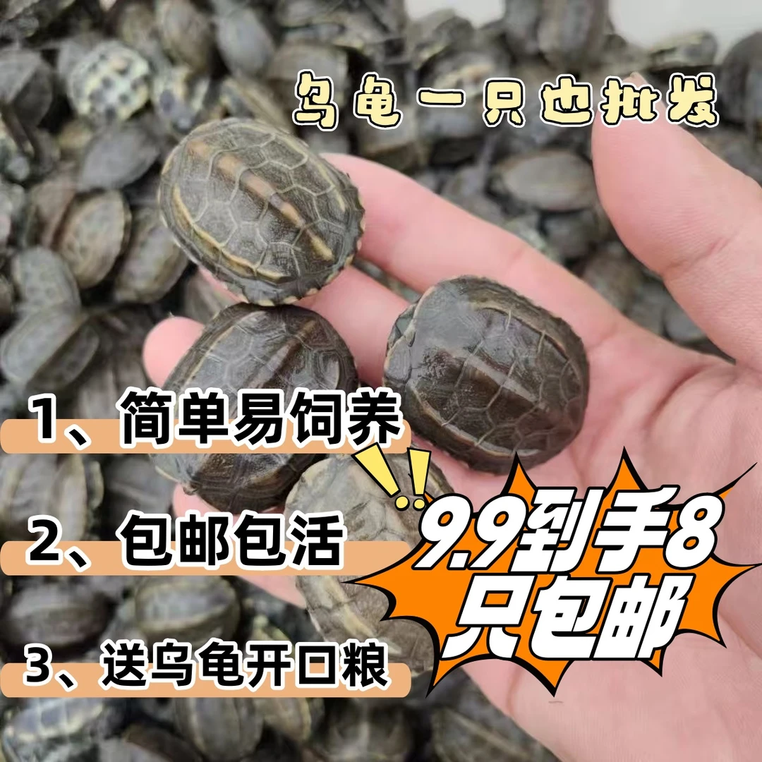 中华草龟小乌龟乌龟宠物珍珠龟苗乌龟长寿龟宠物外塘草好养活草龟
