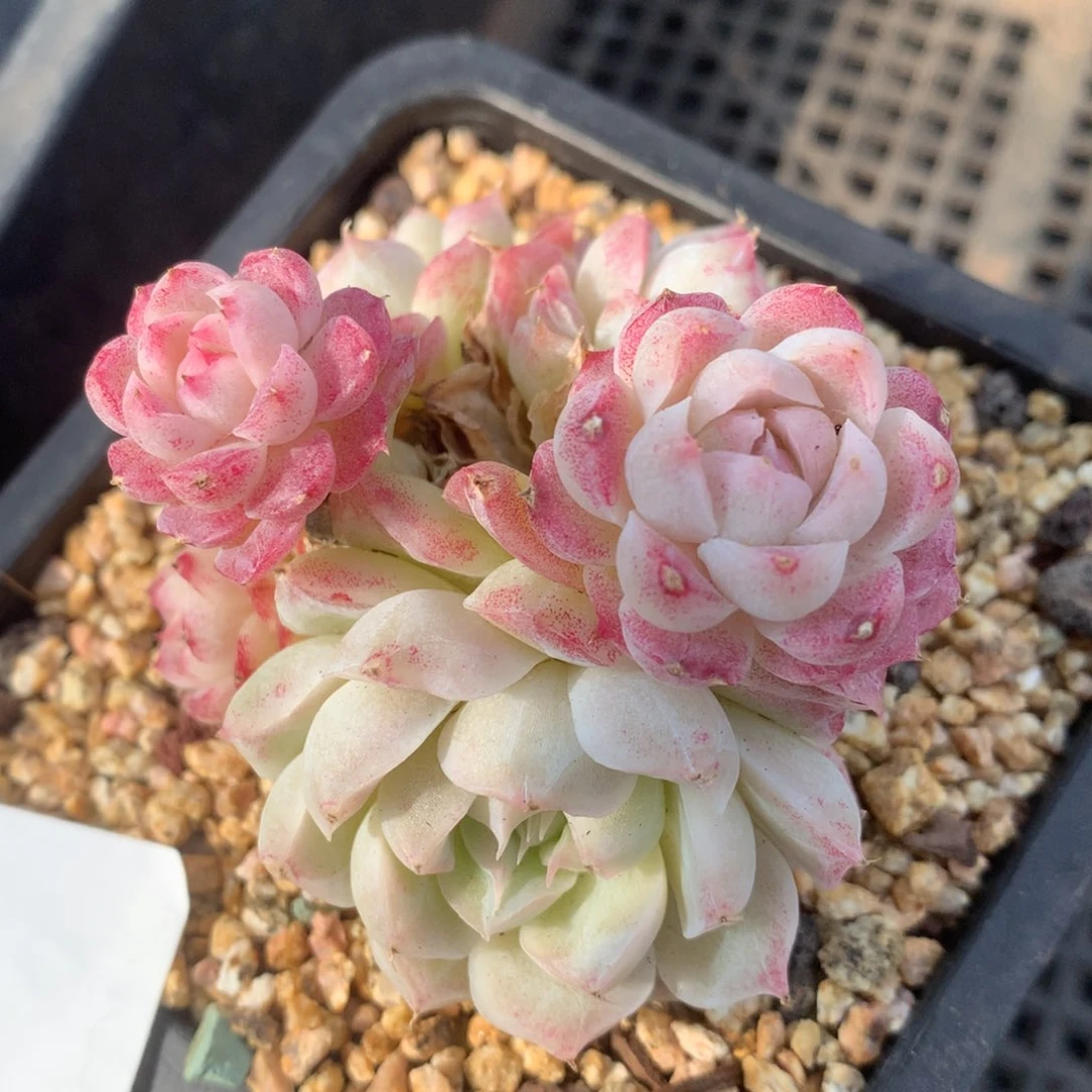 0205-71 女王玫瑰