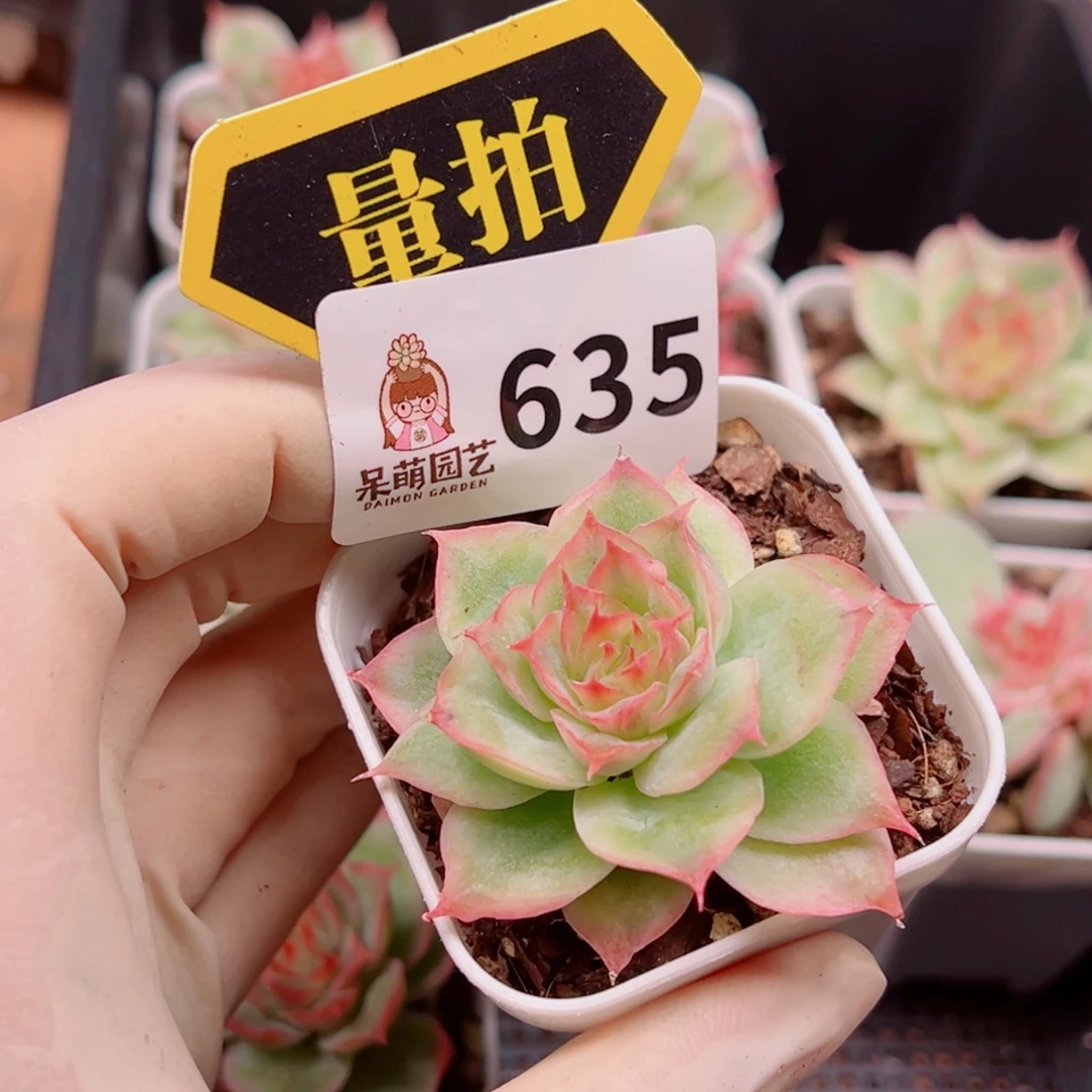 多肉植物多肉植物
