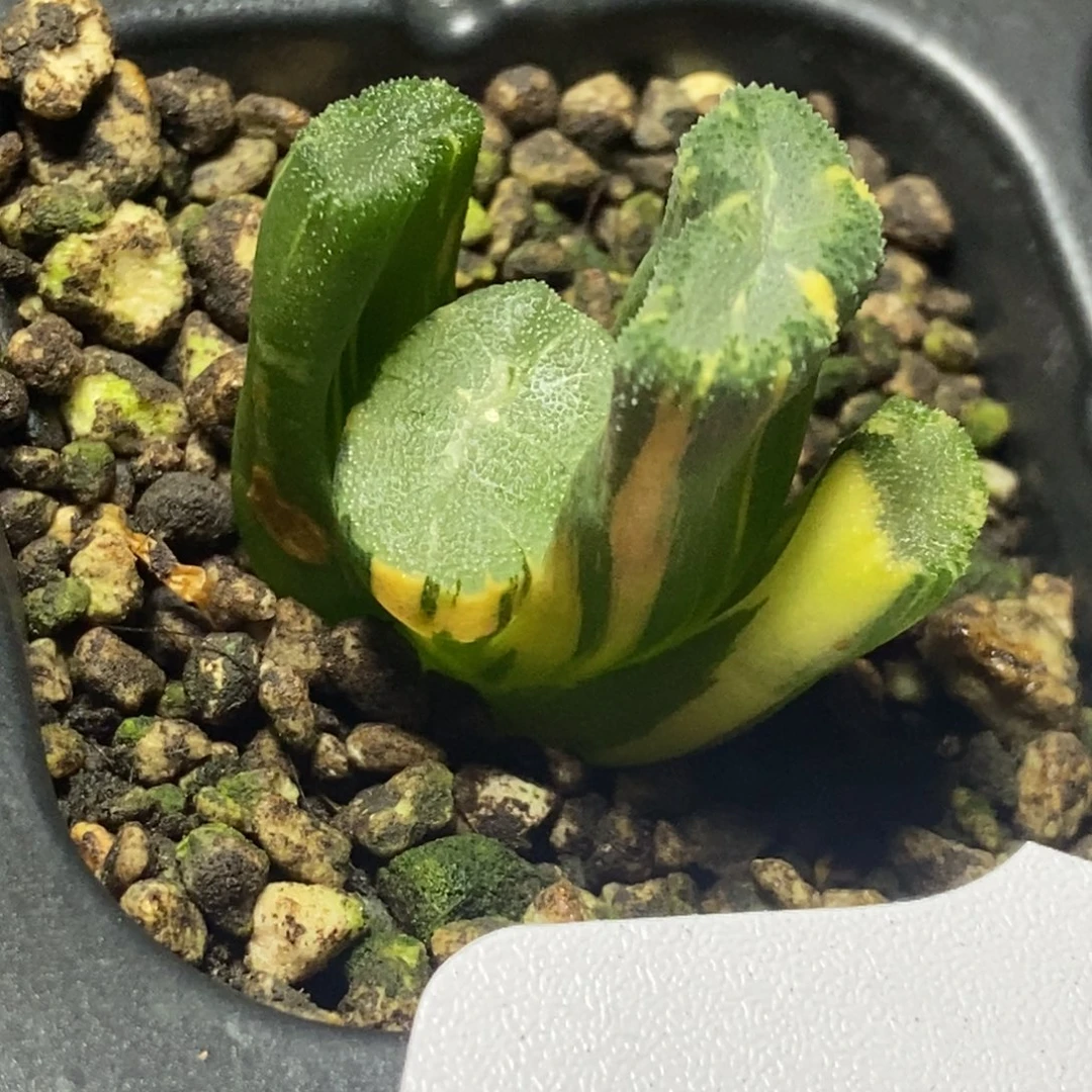 特价极上斑巨大花菱万象锦