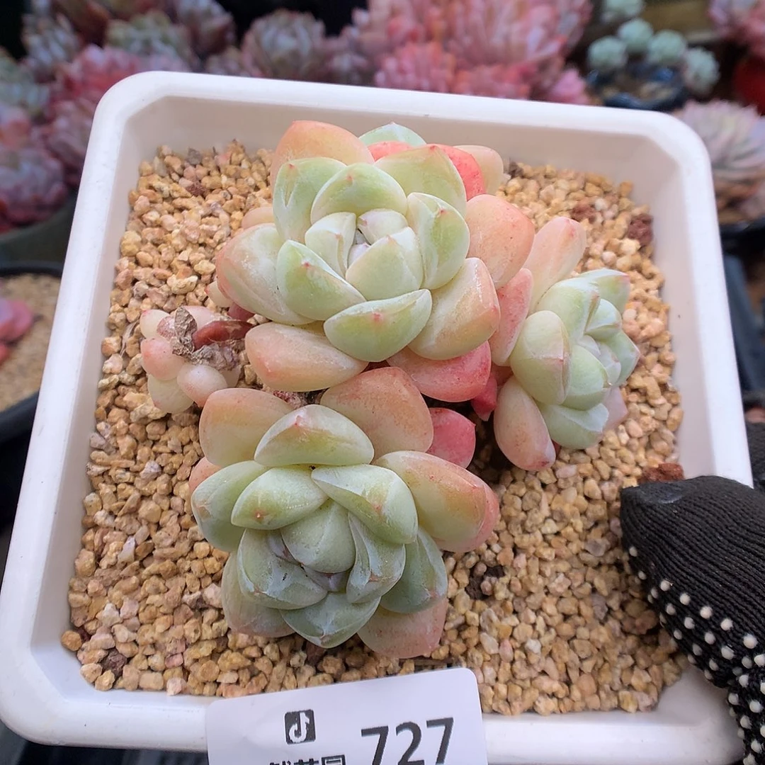 727冰玉多肉植物6666