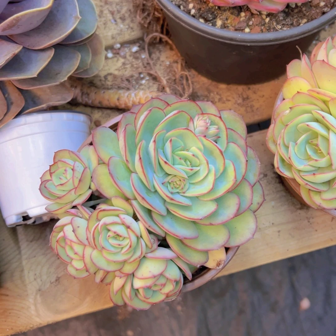 牡丹亭，三头起发，带盆