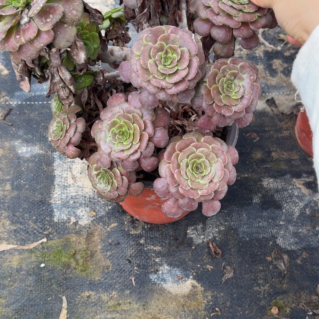 307多肉植物捧花的时候