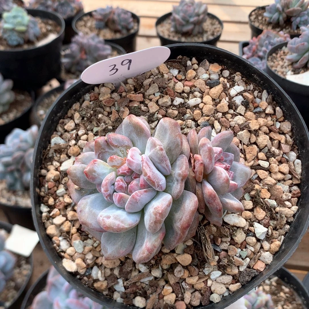 九厘米双头溏心星影石化 39