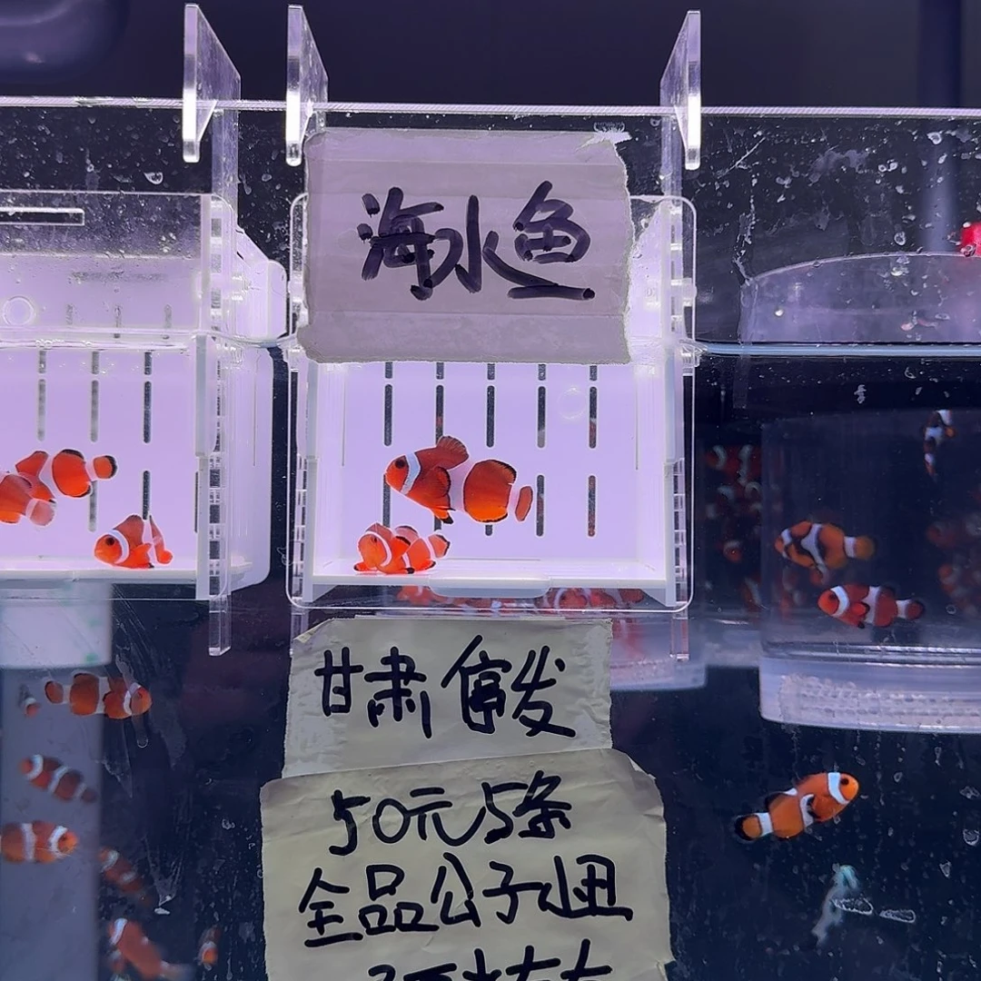 海水鱼4+精品黑边公子一对