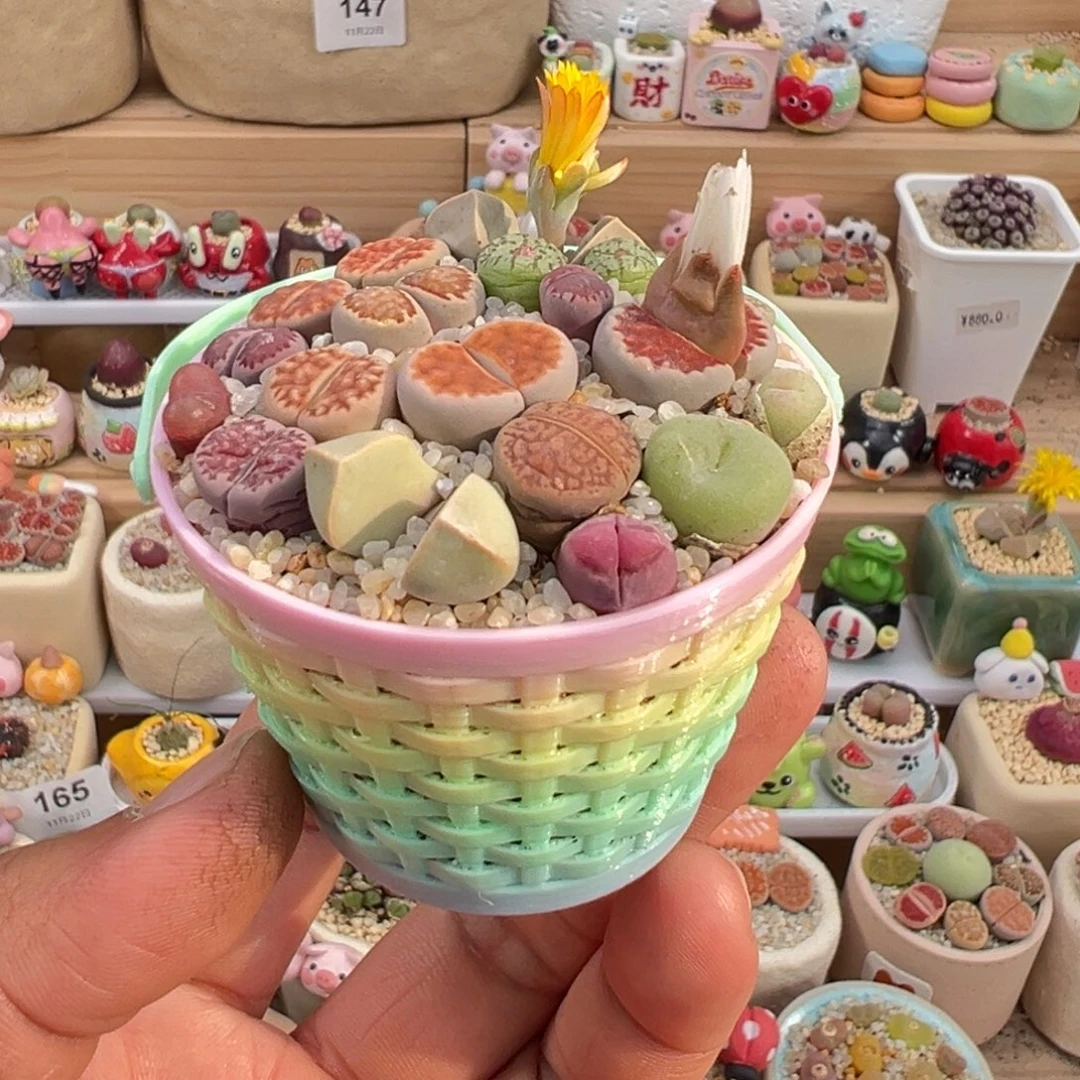 多肉植物实付9.9元包邮20号