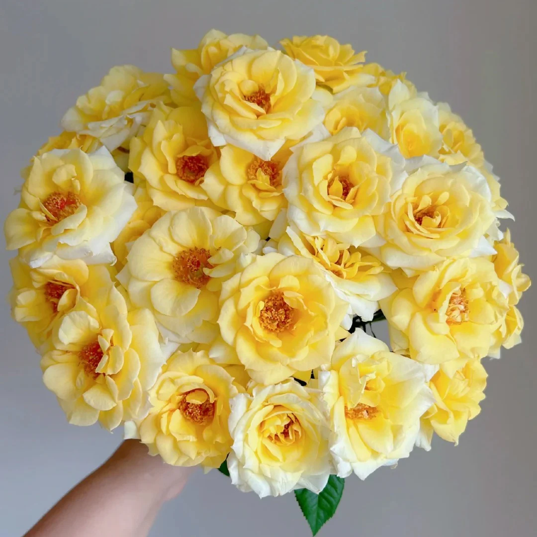 云花巷# 【奶油起司】稀有小众品种