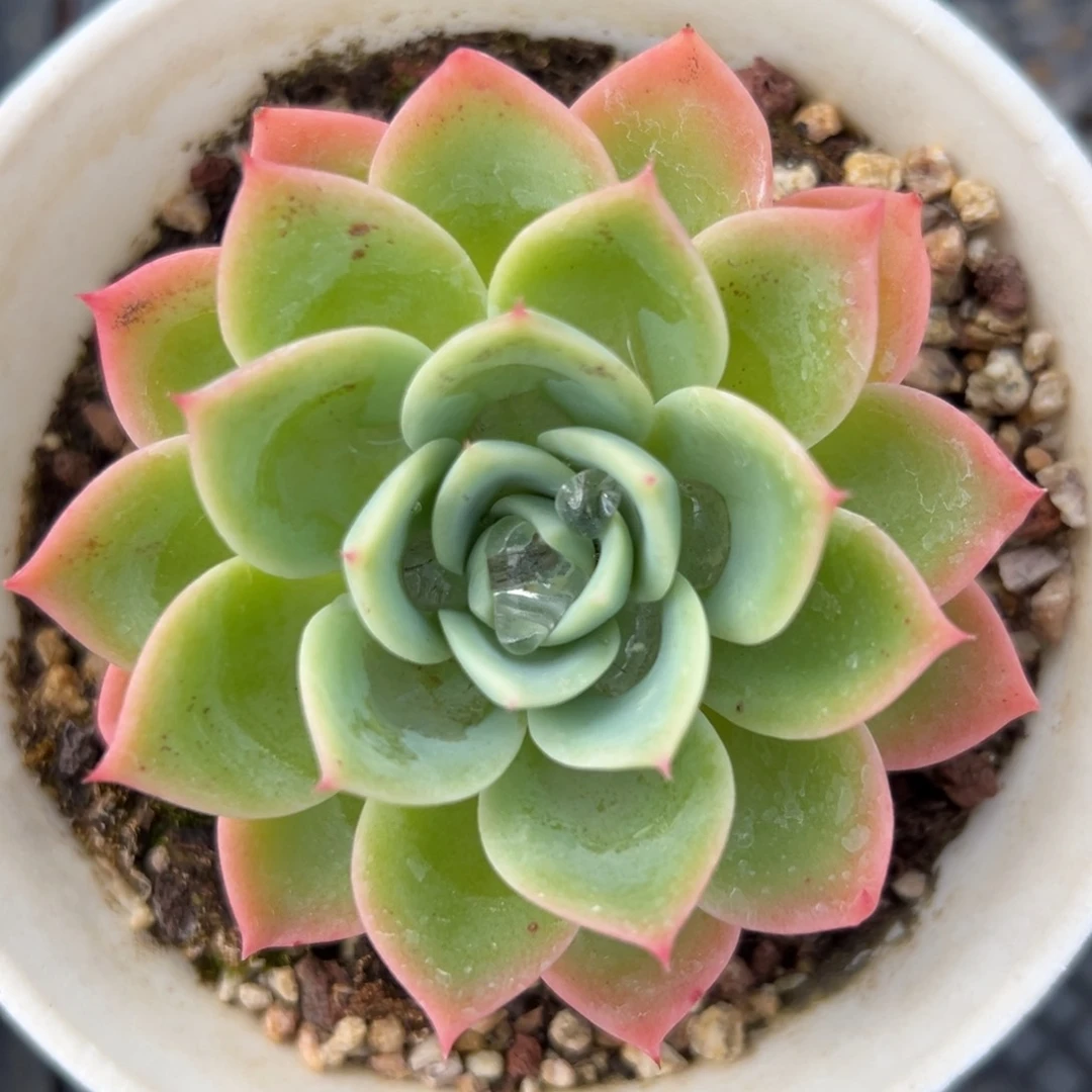 三色堇精控多肉一物一拍