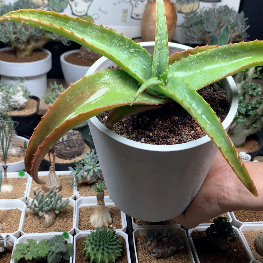 范巴伦芦荟多肉脱土