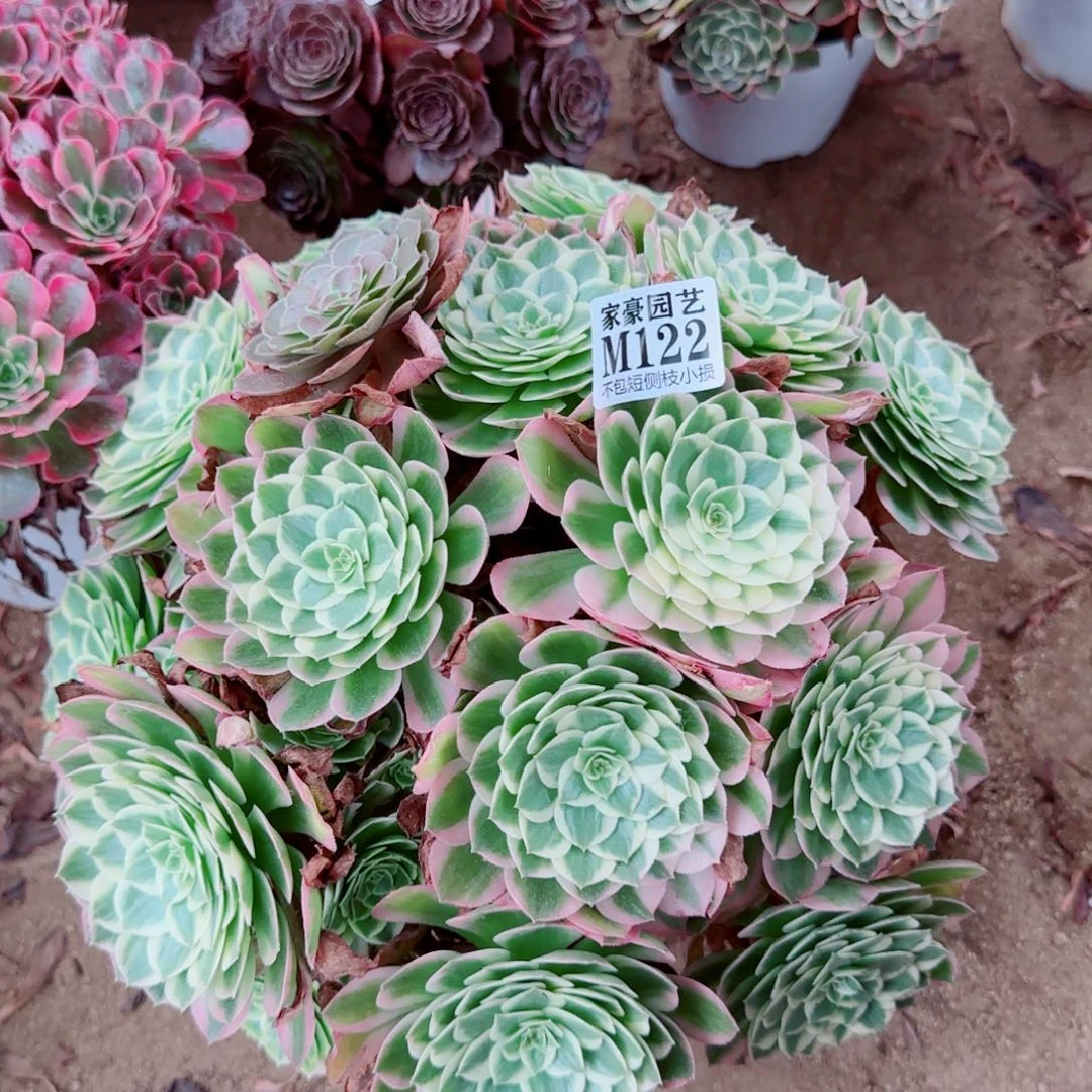 海王法师122冠幅30