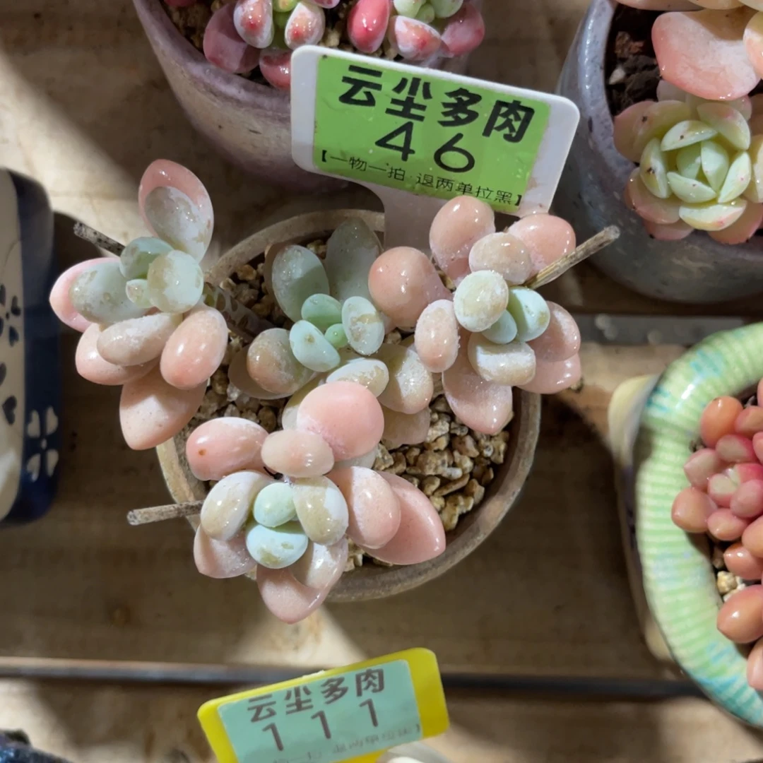 素***妈云尘多肉一物一拍46不含盆，