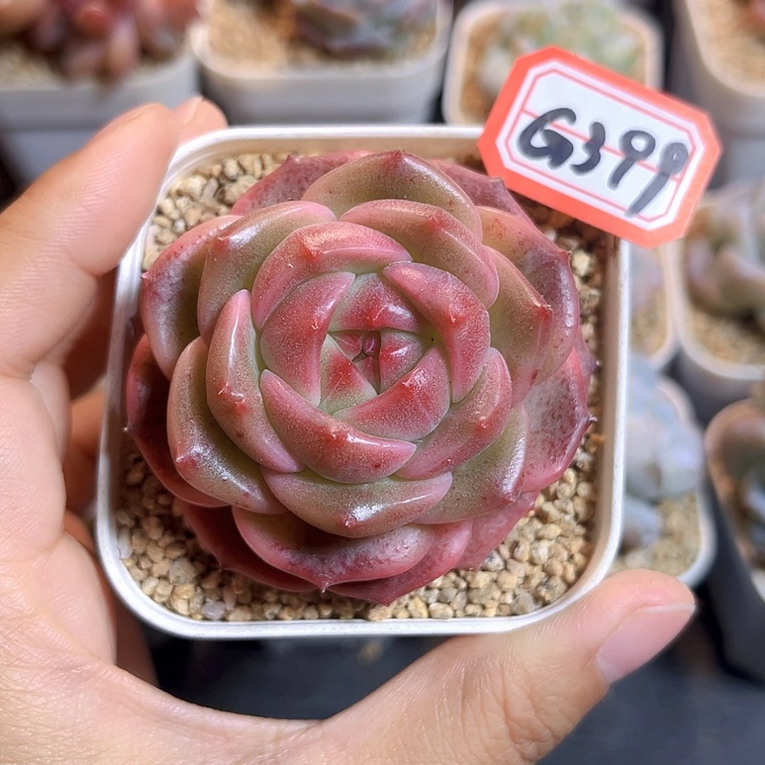 G399 孤品多肉 一物一拍