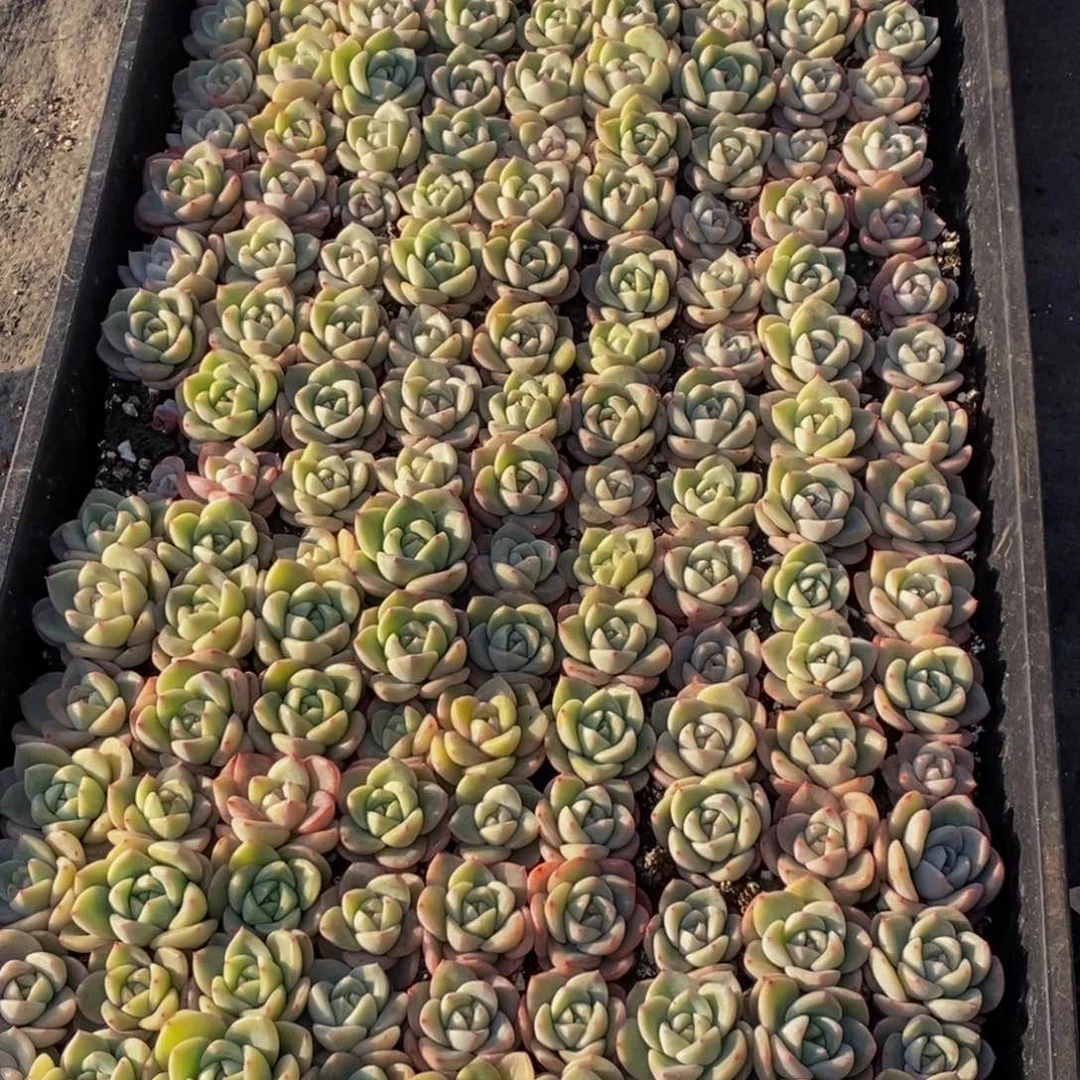 佳***⁸111多肉植物保护研究所所长助理研究员