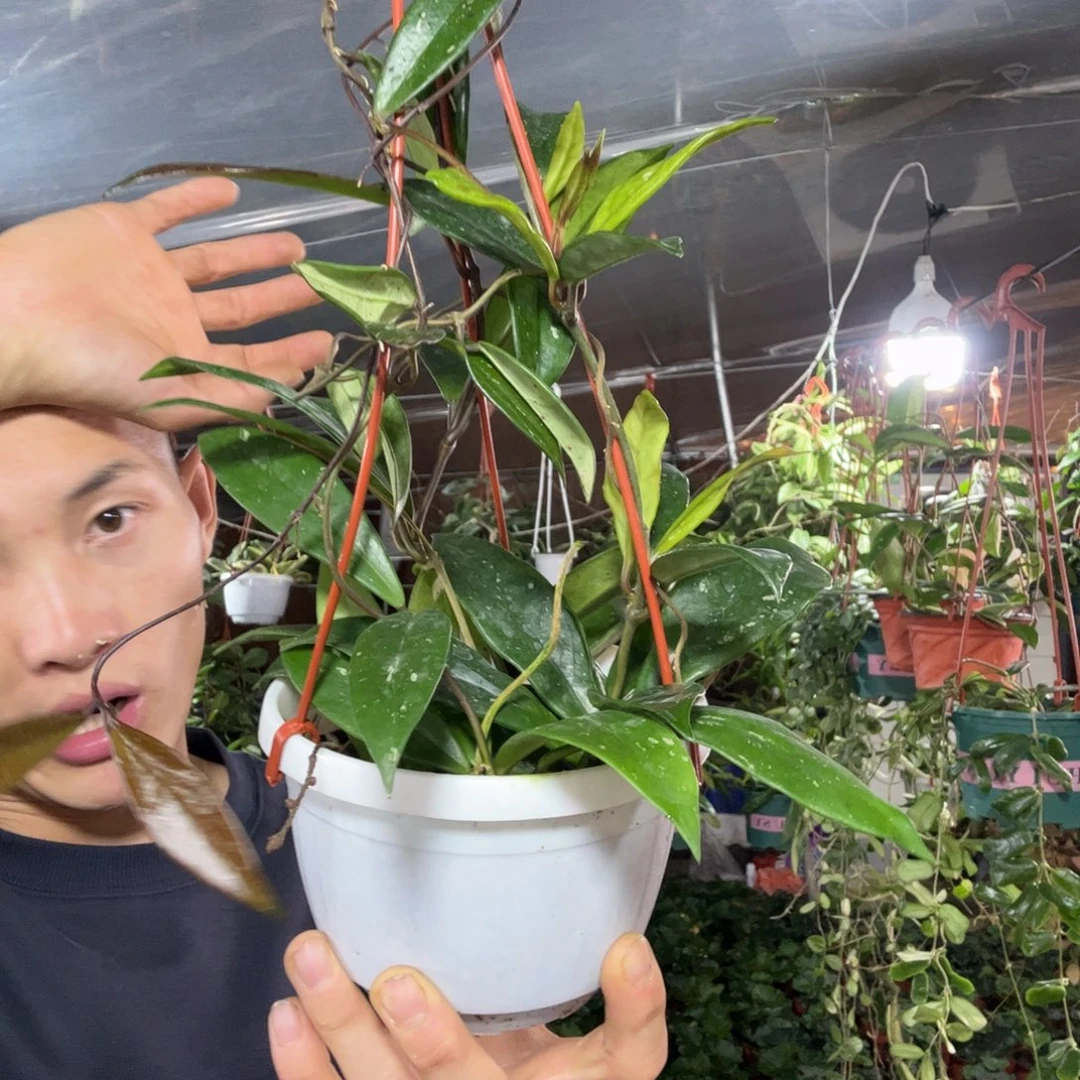 用***0无花朵黑银粉跟银斑