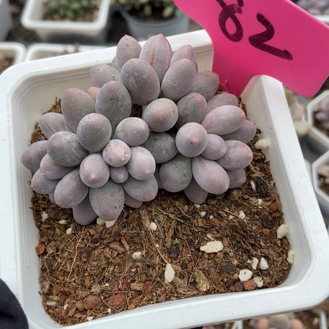 82汤圆多肉植物多肉