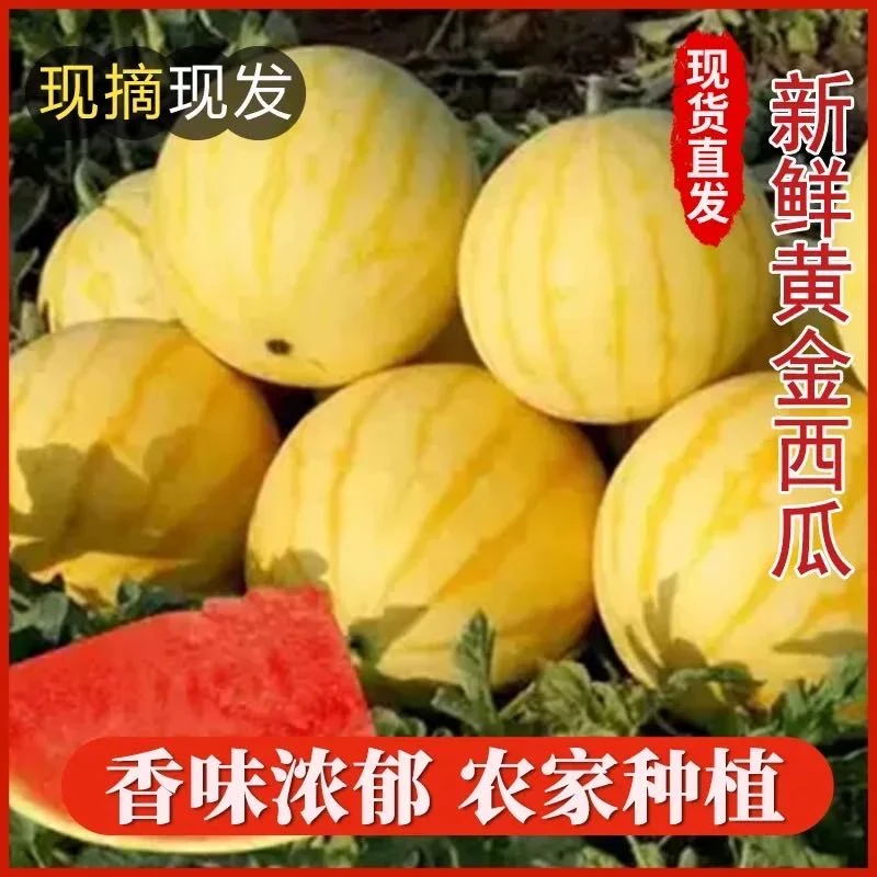 黄金西瓜金麒麟西瓜小黄人黄皮红瓤更甜更脆送礼必备孕妇儿童水果
