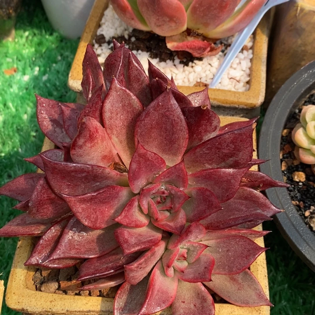 娇兰多肉植物盆栽