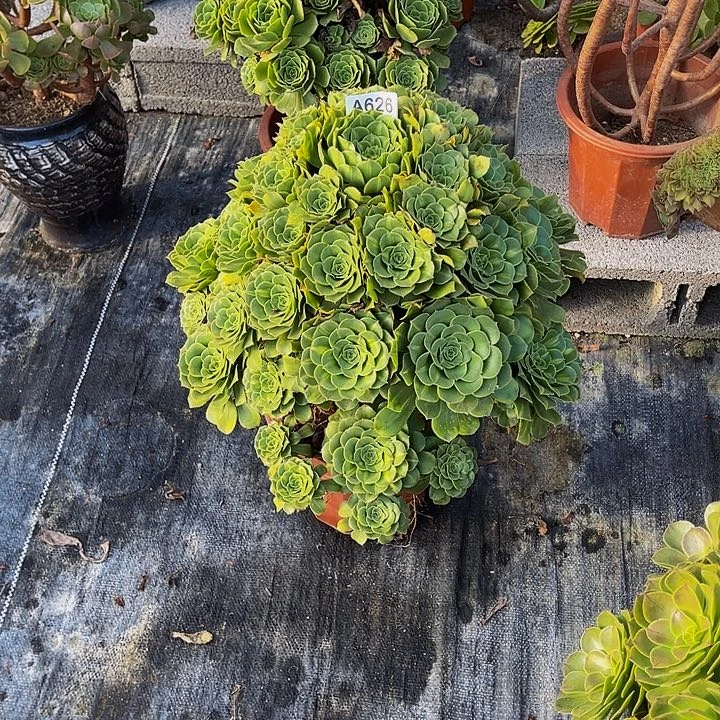 ****₄8997:翡一翠琉璃老桩
