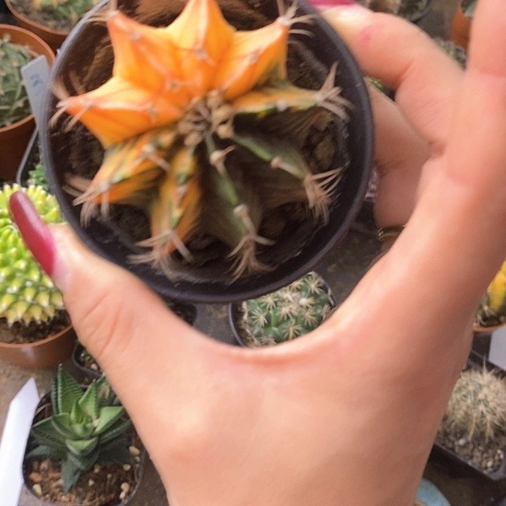 今***喜一物一拍一棵仙人球