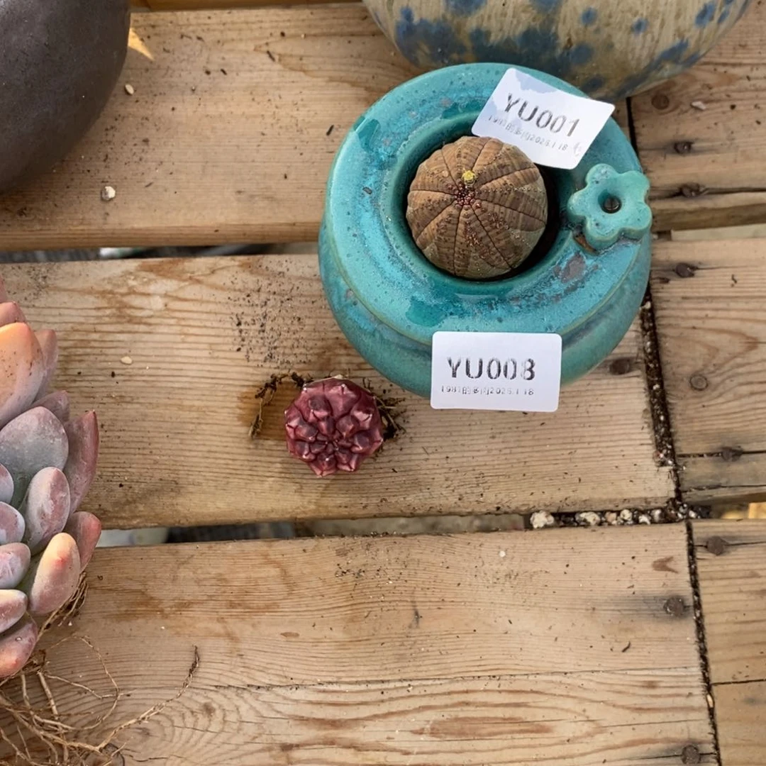 粗砂花盆小****YU008已配已配